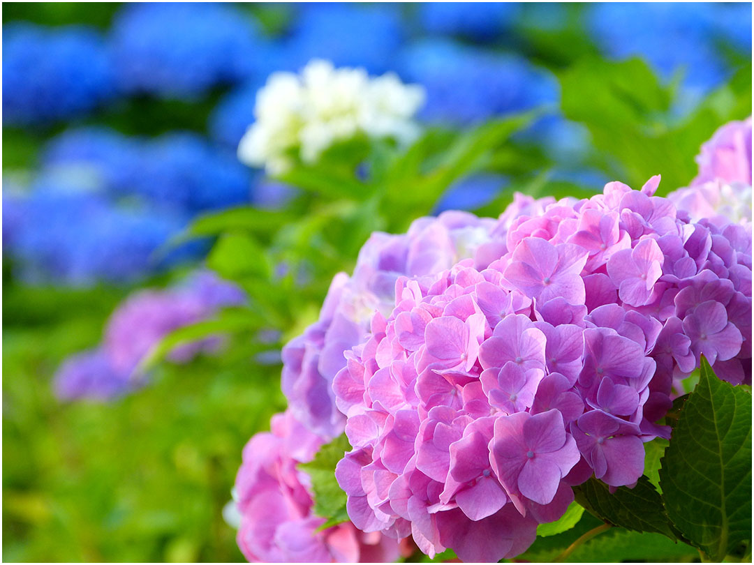 紫陽花