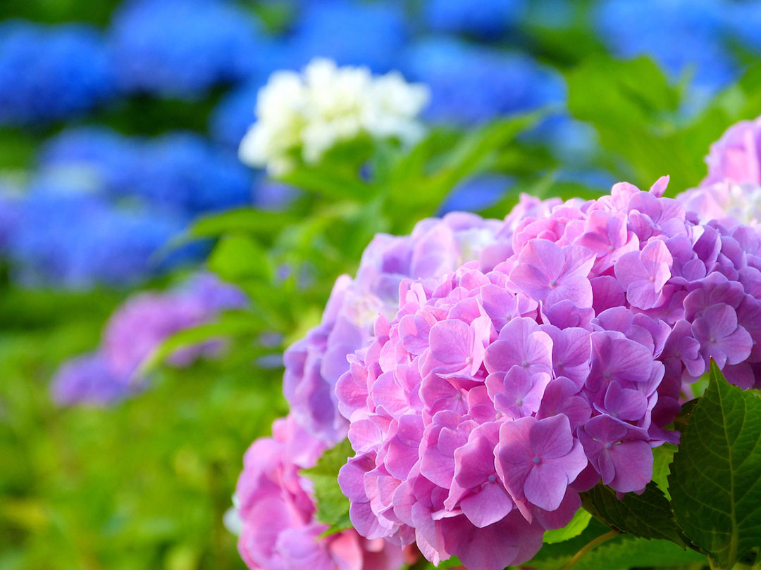 強羅公園 紫陽花