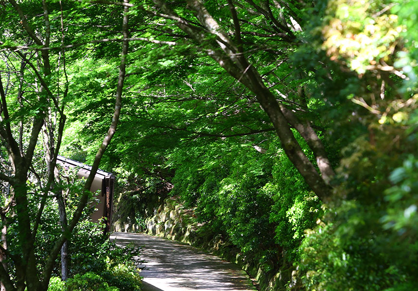 新緑の散策路