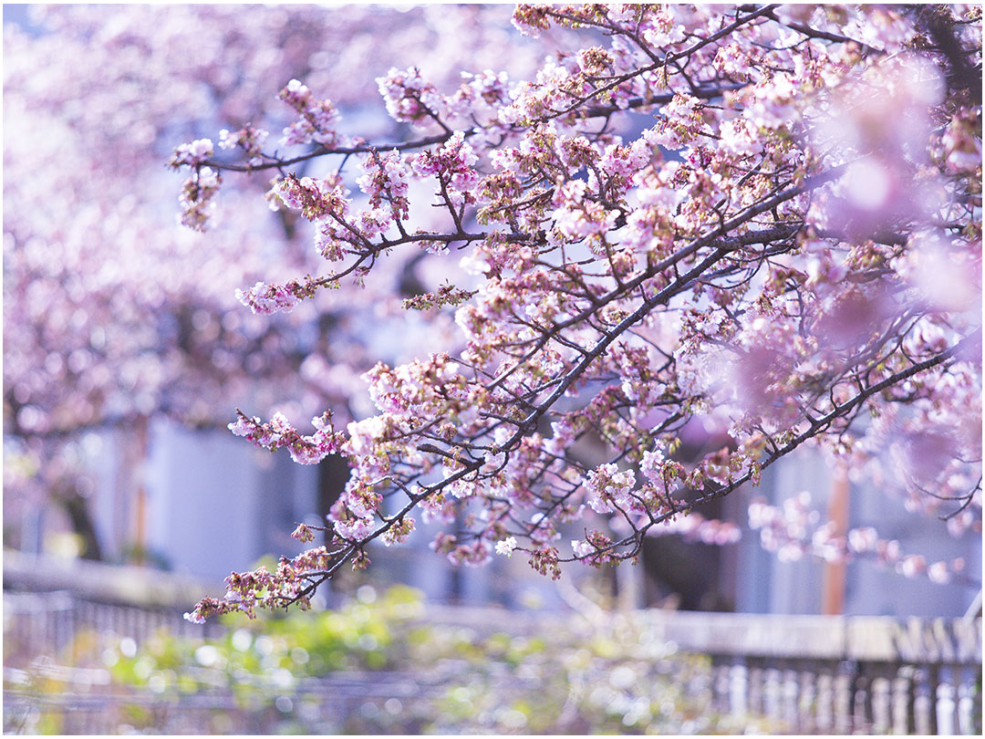 あたみ桜