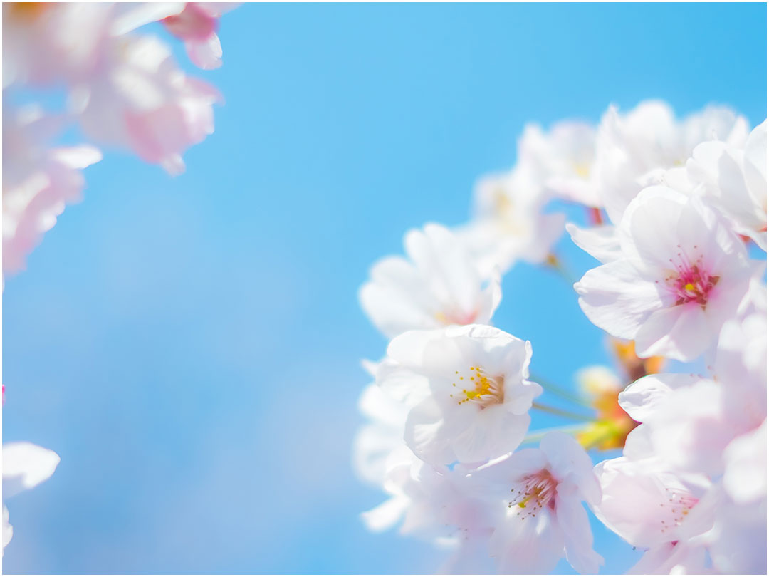 桜（イメージ）