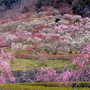 湯河原梅林