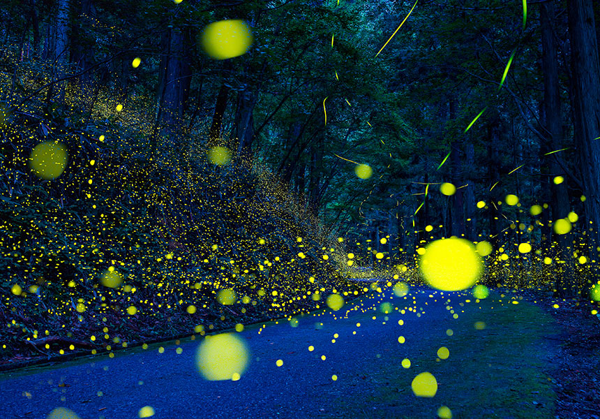 幻想的な蛍の光(イメージ)