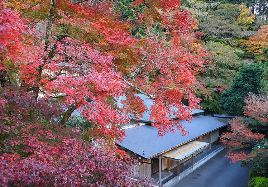 海石榴 紅葉